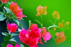 三角梅花开红艳