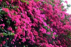 三角梅花墙 (五) 完