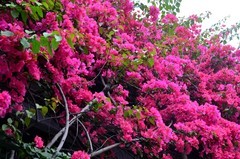 三角梅花墙 (五) 完