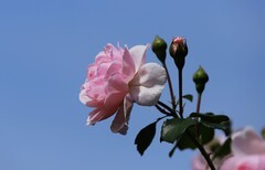 月季花(14)