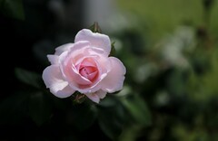 月季花(14)