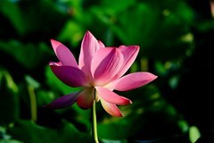随拍——明湖秋荷