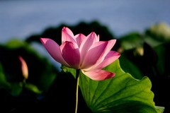 随拍——明湖秋荷