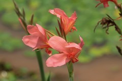 拍摄花卉一（1195）
