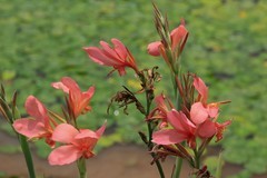 拍摄花卉一（1195）