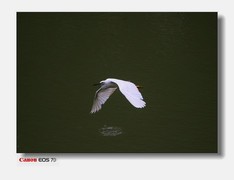 海珠区公园的鹭鸟-下篇。