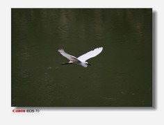 海珠区公园的鹭鸟-下篇。