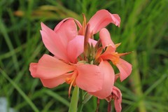 拍摄花卉一（1196）