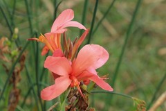 拍摄花卉一（1196）