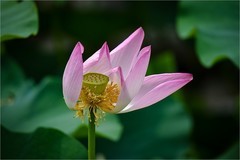 2026年第0569贴 -夏日荷花开（0821）