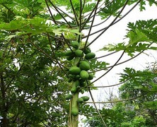 070【不老松：二游海南纪实】临高长島兰湾的木瓜!