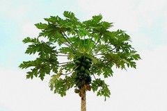 070【不老松：二游海南纪实】临高长島兰湾的木瓜!