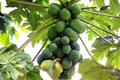 070【不老松：二游海南纪实】临高长島兰湾的木瓜!