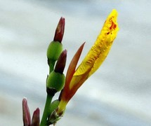 068【不老松：二游海南纪实】临高长島兰湾的美人蕉!！