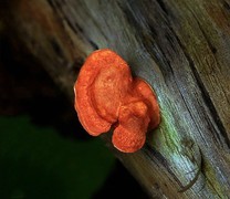 069【不老松：二游海南纪实】临高长島兰湾的 磨菇!不知道有毒没毒？