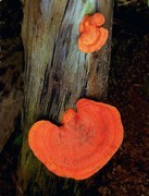 069【不老松：二游海南纪实】临高长島兰湾的 磨菇!不知道有毒没毒？