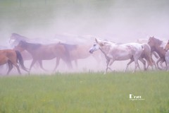 骏马驰骋（39）