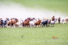 骏马驰骋（39）