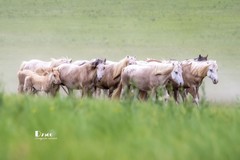 骏马驰骋（39）