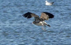 海鸥（2）-----中贼鸥