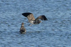 海鸥（2）-----中贼鸥