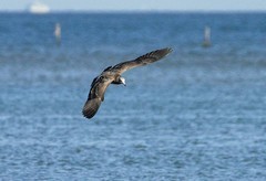 海鸥（2）-----中贼鸥