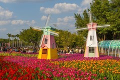 马年郁金香年度展香满园