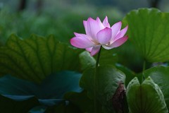 雨后荷花