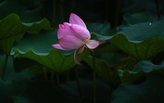雨后荷花