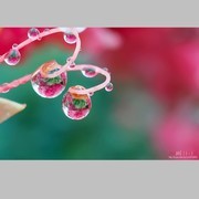 紫 wei