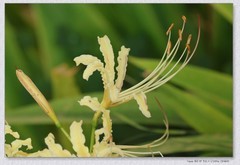 石蒜花【丙午年-316】