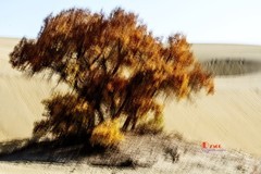南疆行——尉犁葫芦岛的风景（31）