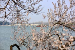 2026年第0573贴 -颐和园西堤桃花（0822）