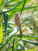 震旦鸦雀（二十四）