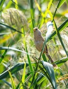 震旦鸦雀（二十四）