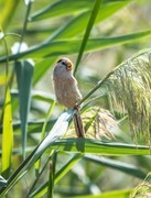震旦鸦雀（二十四）