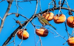 柿子熟了（十一）