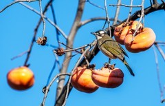 柿子熟了（十一）