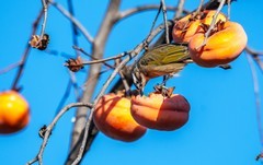 柿子熟了（十一）