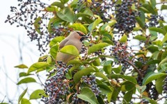 太平鸟（三十六）