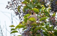 太平鸟（三十六）