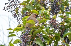 太平鸟（三十六）