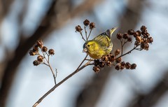 小黄雀（八十五）