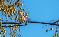 灰椋鸟（二十六）