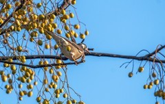 灰椋鸟（二十六）