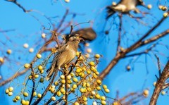 灰椋鸟（二十六）