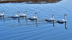 【视觉光影】美 丽 的 大 天 鹅 （48）