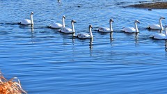 【视觉光影】美 丽 的 大 天 鹅 （48）