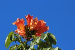 拍摄花卉一（897）
