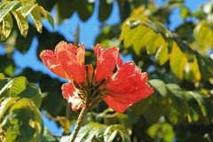 拍摄花卉一（897）